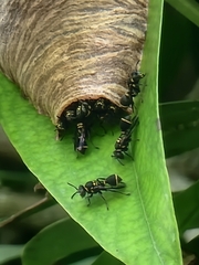 Ropalidia timida