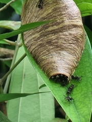 Ropalidia timida