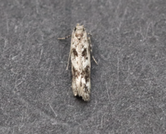 Caryocolum cassella