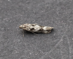 Caryocolum cassella