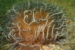 Macrodactyla doreensis