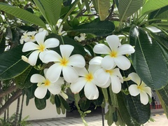 Plumeria obtusa