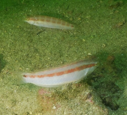 Slender wrasse (Suezichthys gracilis) — Labridae — 3