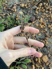 Stylidium pycnostachyum