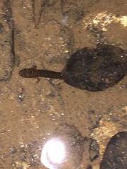 Ambystoma talpoideum