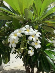 Plumeria obtusa