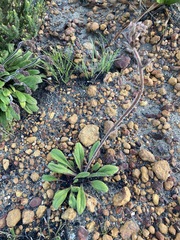 Stylidium pycnostachyum
