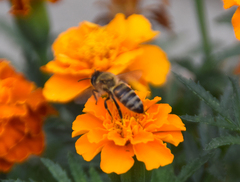 Apis mellifera