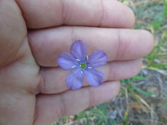 Linum hologynum
