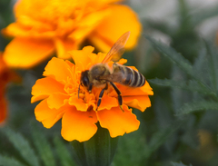 Apis mellifera