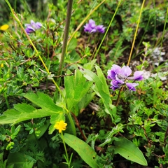 Oxytropis chinglingensis