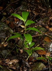 Corymborkis veratrifolia