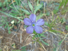 Linum hologynum