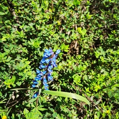 Corydalis pachycentra