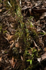 Bulbophyllum bowkettiae