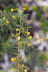 Acacia genistifolia