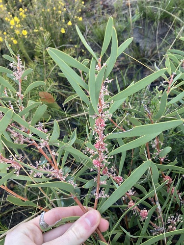 Image of Marble Hakea (Hakea incrassata) by (c) Thomas Mesaglio, some rights reserved (CC BY)