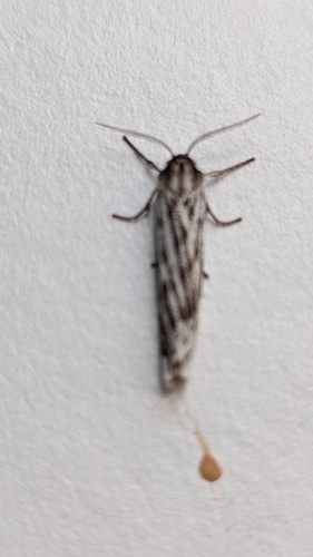 Speckled Footman, Schiermonnikoog, Friesland, Netherlands, photo 8 of 10