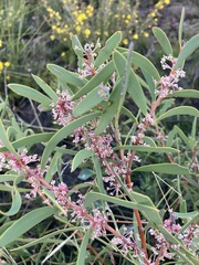 Hakea incrassata