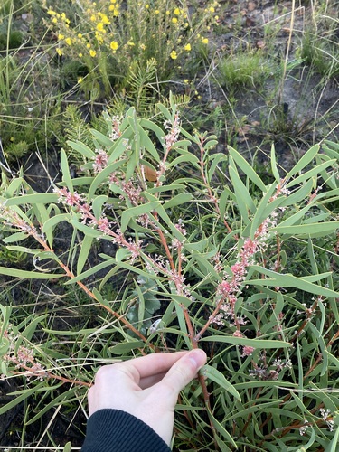 Image of Marble Hakea (Hakea incrassata) by (c) Thomas Mesaglio, some rights reserved (CC BY)