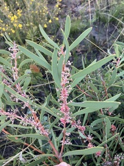 Hakea incrassata
