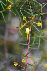 Acacia genistifolia