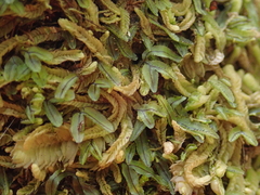 Hymenophyllum armstrongii