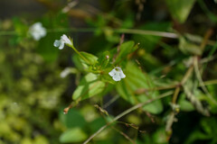 Lindernia procumbens