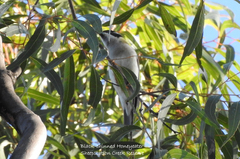 Melithreptus gularis