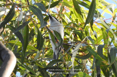 Melithreptus gularis