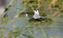Sterna hirundo longipennis