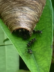 Ropalidia timida