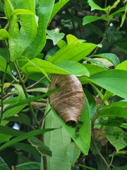 Ropalidia timida
