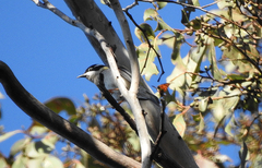Melithreptus gularis