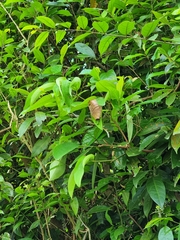 Ropalidia timida