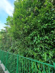 Ropalidia timida