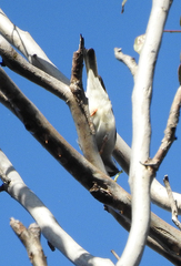Melithreptus gularis