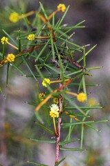 Acacia genistifolia