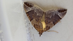 Eulithis testata