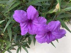 Ruellia simplex