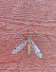Tipula scripta