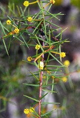 Acacia genistifolia