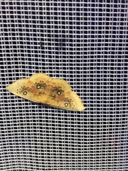 Cyclophora albiocellaria