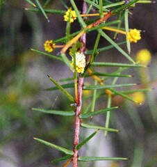 Acacia genistifolia