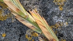 Elymus athericus