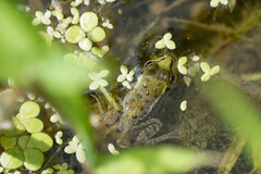 Pelophylax porosus porosus