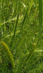 Cynosurus cristatus