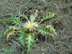 Carlina acanthifolia