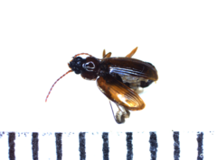 Trechus quadristriatus