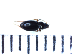 Bembidion obtusum